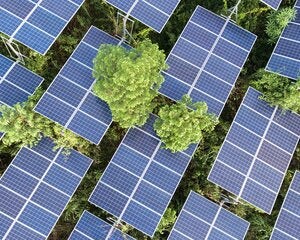 Aerial View Of Solar Panels On Trees