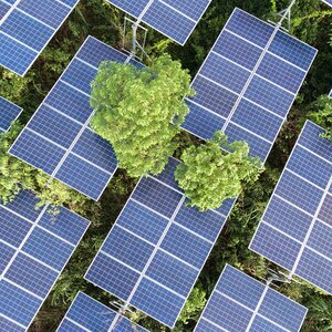A crop of solar panels with small trees peeking through