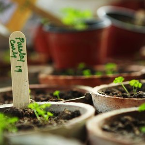 Plant seedlings in terra cota pots