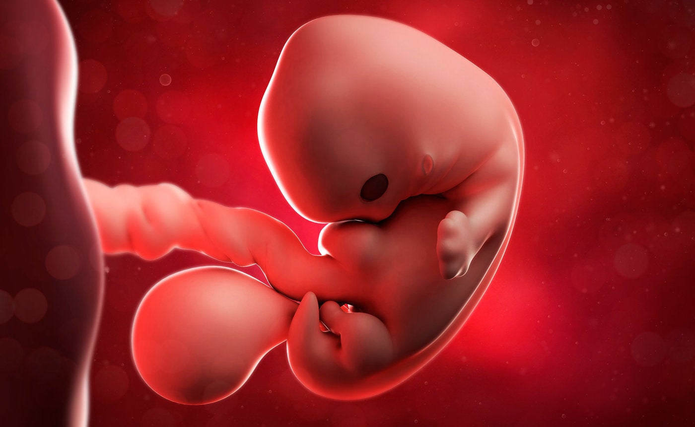 Ребенок в животе 2 неделя. Эмбрион на 2 месяце беременности.