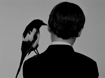 magpie on a boy's shoulder, rear view