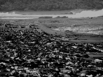 Polluted Shore Covered By Washed Up Garbage