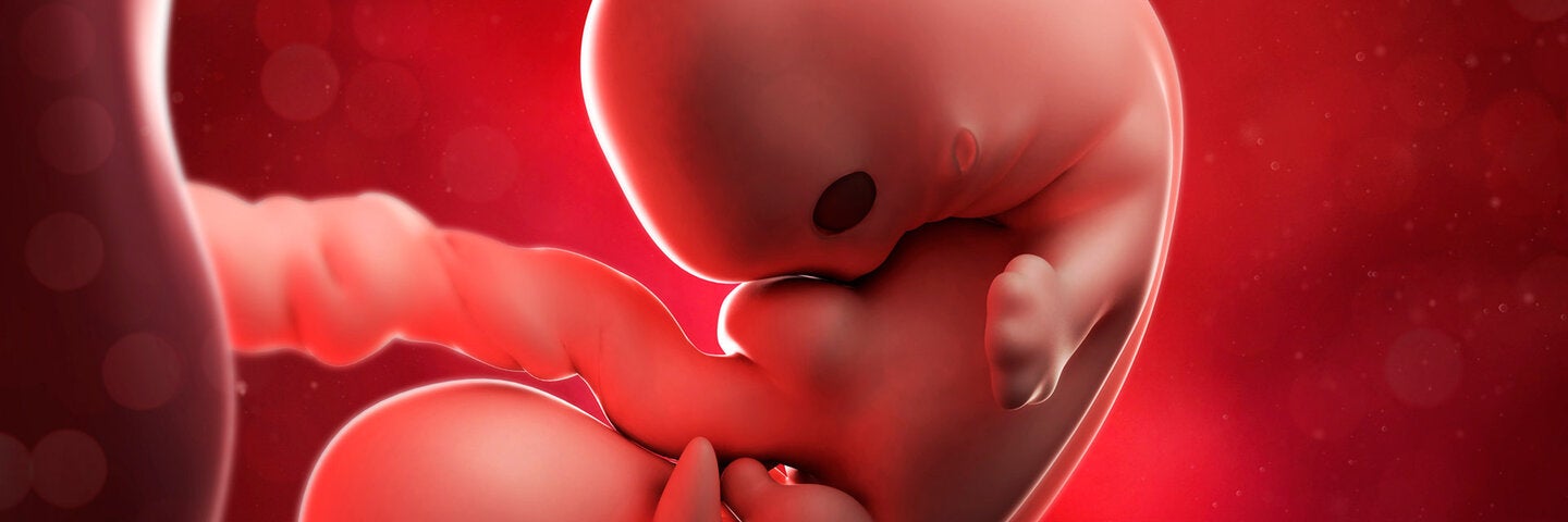 developmental-biology-mcdbioxl13