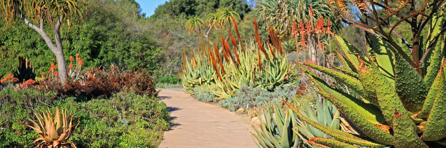 pathway through a succulent garden